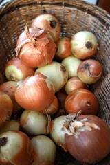 A close-up of freshly harvested organic onions in a rustic wicker basket. Represents sustainable and natural food sourcing and the wholesome produce of the autumn harvest.