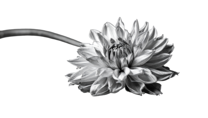 Black and white dahlia