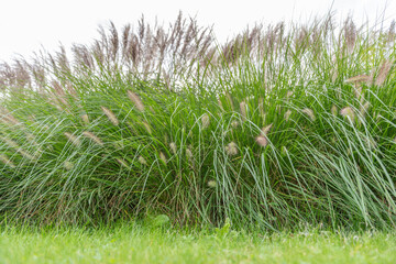 Tall ornamental grasses sway in the breeze, their feathery plumes adding texture. Fresh green blades create a soft, natural background.