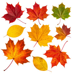 Obraz premium Autumn leaves arranged on black background