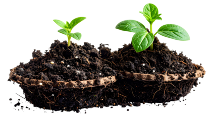 Two small plants growing from dark soil in biodegradable containers