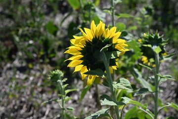 A collection of images showcasing natural and organically grown produce (figs) and crops (sunflowers). Focus on sustainability, eco-friendly practices, and a healthy environment.