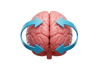 Isolated Human Brain with Blue Rotation Arrows, Conceptual Learning and Training Design