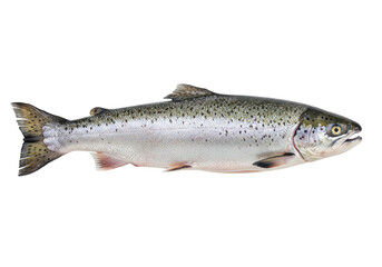 Isolated Whole Trout Fish Freshly Caught Ready for Cooking, Close-up Studio Shot