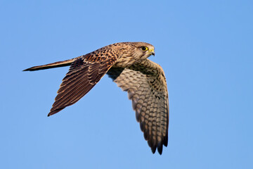 Turmfalke auf der Jagd