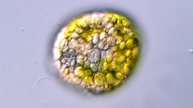 Euglena microorganism, 1000x under microscope 