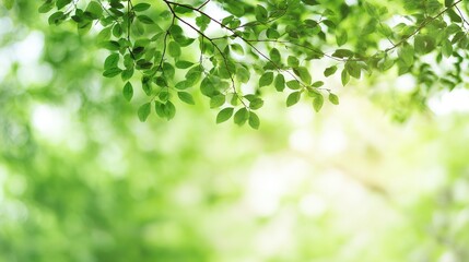 Obraz premium bokeh. An abstract nature scene with blurred trees and soft sunlight creating a dreamy effect. travel magazines, destination branding, designed for travel destination branding.