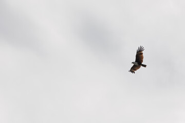 Brahminy Kite Eagle flying across the sky in Malaysia