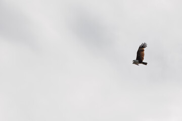 Brahminy Kite Eagle flying across the sky in Malaysia