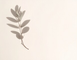 Obraz premium Minimalist pale background with soft shadow of leaf or branch diagonally cast