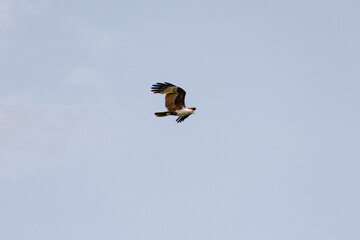 Brahminy Kite Eagle flying across the sky in Malaysia