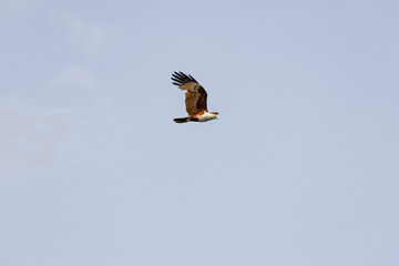 Brahminy Kite Eagle flying across the sky in Malaysia