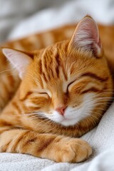 Cute Ginger Cat Sleeping Peacefully on Blanket