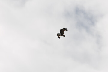 Brahminy Kite Eagle flying across the sky in Malaysia