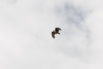 Brahminy Kite Eagle flying across the sky in Malaysia