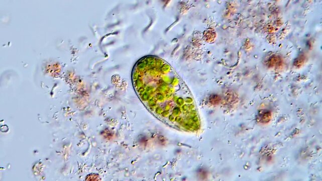 Movement of protozoa and bacteria under microscopy, 4K Video 