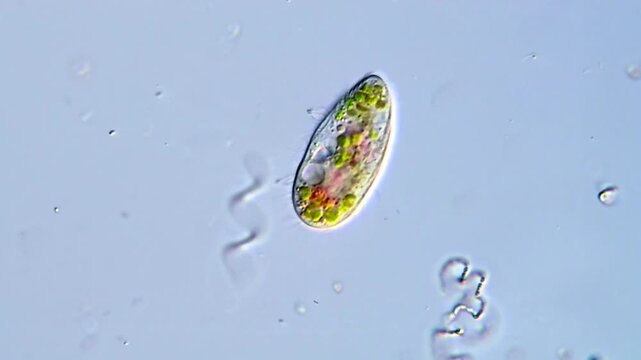 Movement of Ciliates protozoa under microscopy view 