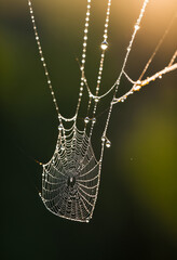 Tiny water droplets clinging to spider web in morning light