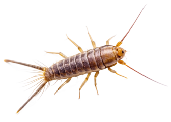 Silverfish isolated on transparent background. The top view of a living Silverfish, high resolution images shot in a studio room.