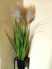 grass in a pot