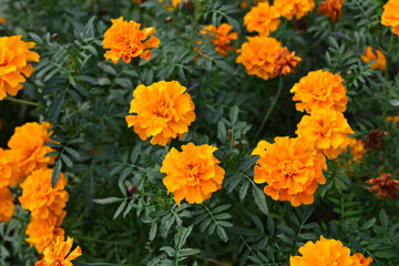 orange marigolds among green grass wallpaper