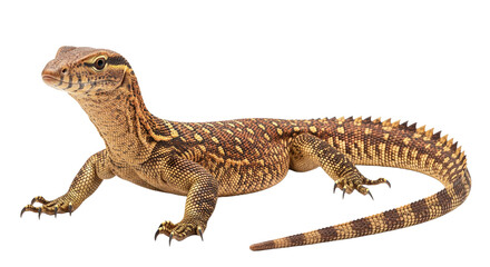 Ackie Monitor with transparent png  background