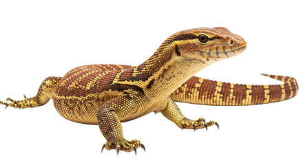 Obraz premium Ackie Monitor with transparent png background