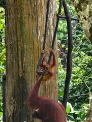 Playful Orangutan Baby Climbing Ropes, Sepilok