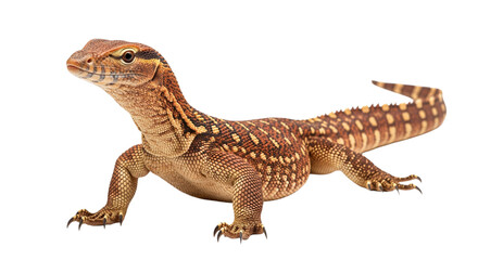 Naklejka premium Ackie Monitor with transparent png background