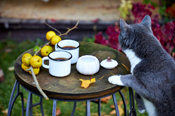 Curious gray and white cat exploring a rustic wooden table with two enamel mugs of tea, quince...