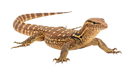 Naklejka premium Ackie Monitor with transparent png background