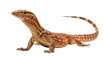 Naklejka premium Ackie Monitor with transparent png background