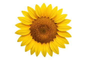 Fototapeta premium Sunflower blossom facing camera with transparent background