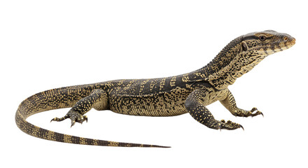 Ackie Monitor with transparent png  background