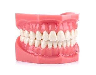 Obraz premium Dental model of human jaw