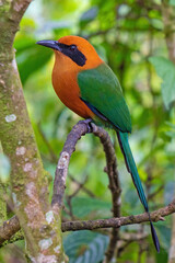Broad Billed Motmot (Electron platyrhynchum), Mindo, Ecuador.