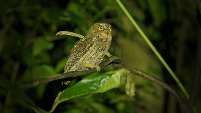 Sulawesi scops owl Otus manadensis in the night in Tangkoko in North Sulawesi, Indonesia, Nocturnal hunting bird on the branch in the night forest