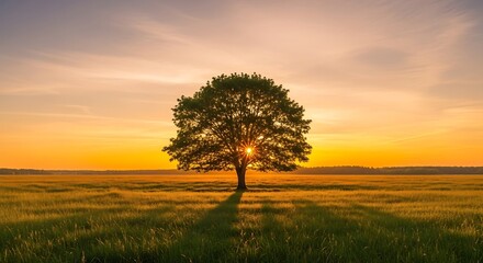 Obraz premium A solitary tree stands in a vast grassy field with the golden sun setting behind its branches.