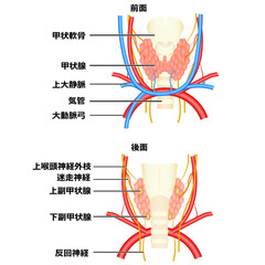 甲状腺の構造