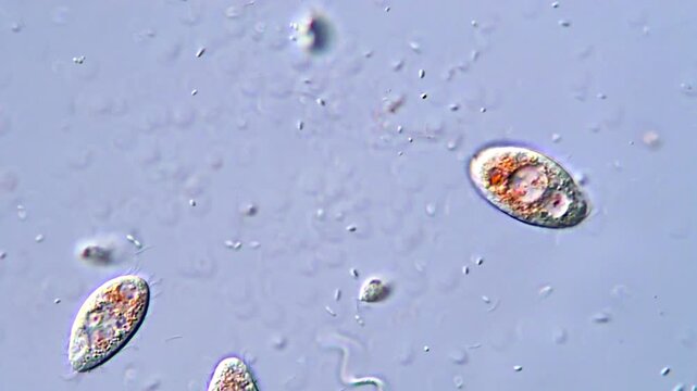 Protozoa Biology Study: Ciliate Microscopy in 4K Ultra HD
