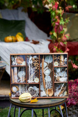 Rustic wooden box filled with dried flowers, seeds, leaves, and natural elements, placed on a garden table with pumpkins and mugs in the background. Perfect autumn decor and botanical still life inspi