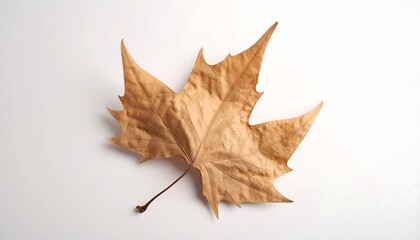 A single dried brown sycamore leaf on a white background.