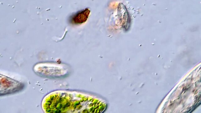 Stunning Microscopic View of Ciliate Protozoa in 4K UHD