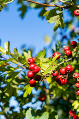 Red hawthorn (Crataegus L.) berries in their natural environment.