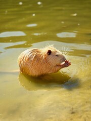 A cute nutria with golden fur sits in the water and eats a fresh carrot. Close-up wildlife photo of a semi-aquatic rodent in its natural habitat.