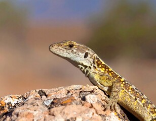 Fototapeta premium Desert lizard perched on rock