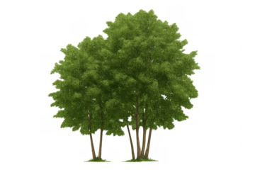 Green deciduous tree cluster with transparent background