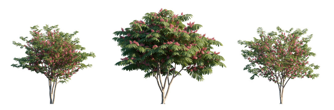 Cassia javanica flowering tree isolated png on a transparent background premium cutout (Java cassia, pink shower, apple blossom tree, rainbow shower tree, and Palawan cherry)