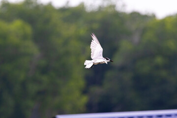 Gull-billed tern migratory birds flying in the wetlands of Malaysia