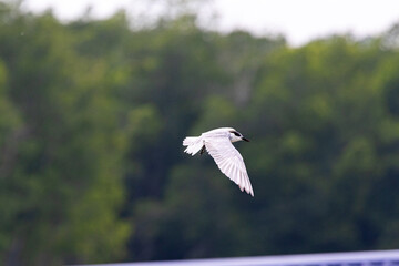 Gull-billed tern migratory birds flying in the wetlands of Malaysia